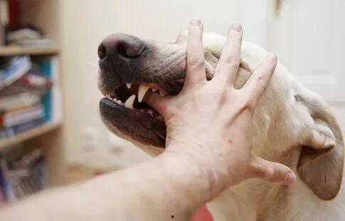 国产女人与狗  第2张