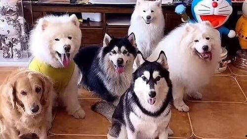 国产女人与狗  第3张