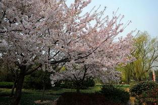 国产春色在线,探寻中国电影中的青春与色彩  第2张