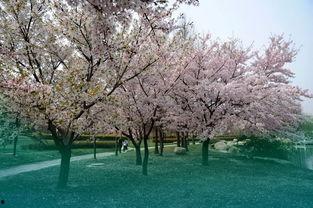 国产春色在线,探寻中国电影中的青春与色彩  第3张