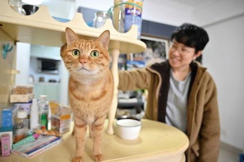 娱乐吃瓜酱狗帮猫,吃瓜酱狗帮猫的趣味故事