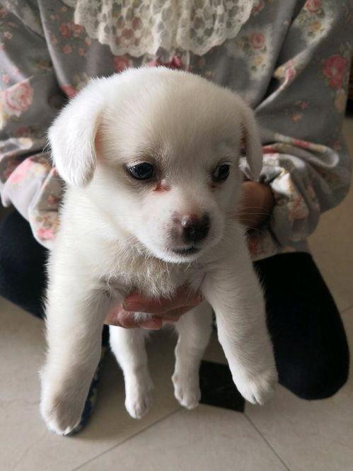 娱乐吃瓜酱小白狗