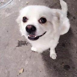 娱乐吃瓜酱小白狗