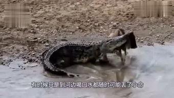 娱乐吃瓜君迅猛龙唱歌,迅猛龙跨界唱歌,音乐界新势力崛起