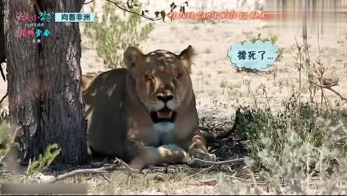 娱乐吃瓜君迅猛龙唱歌,迅猛龙跨界唱歌,音乐界新势力崛起